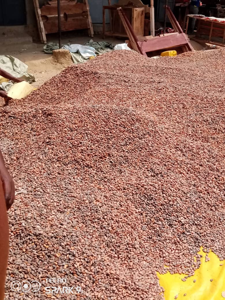 Cocoa beans laid out for sun-drying