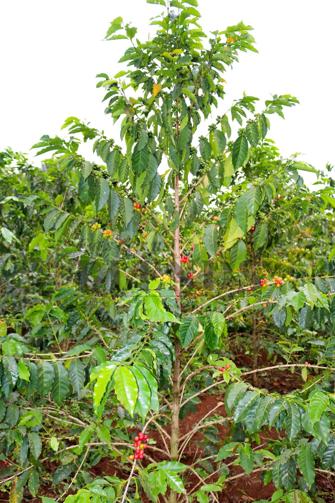 Coffee tree
