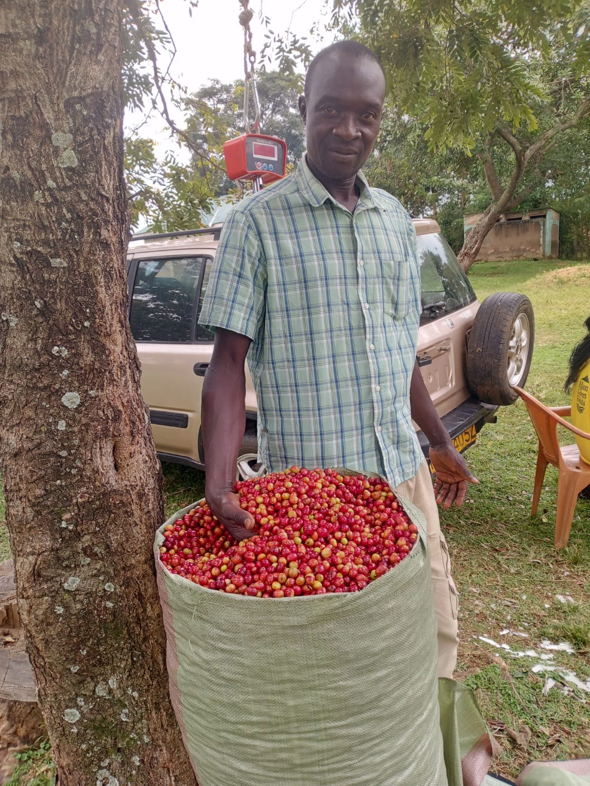 Farmer with harvested cherries