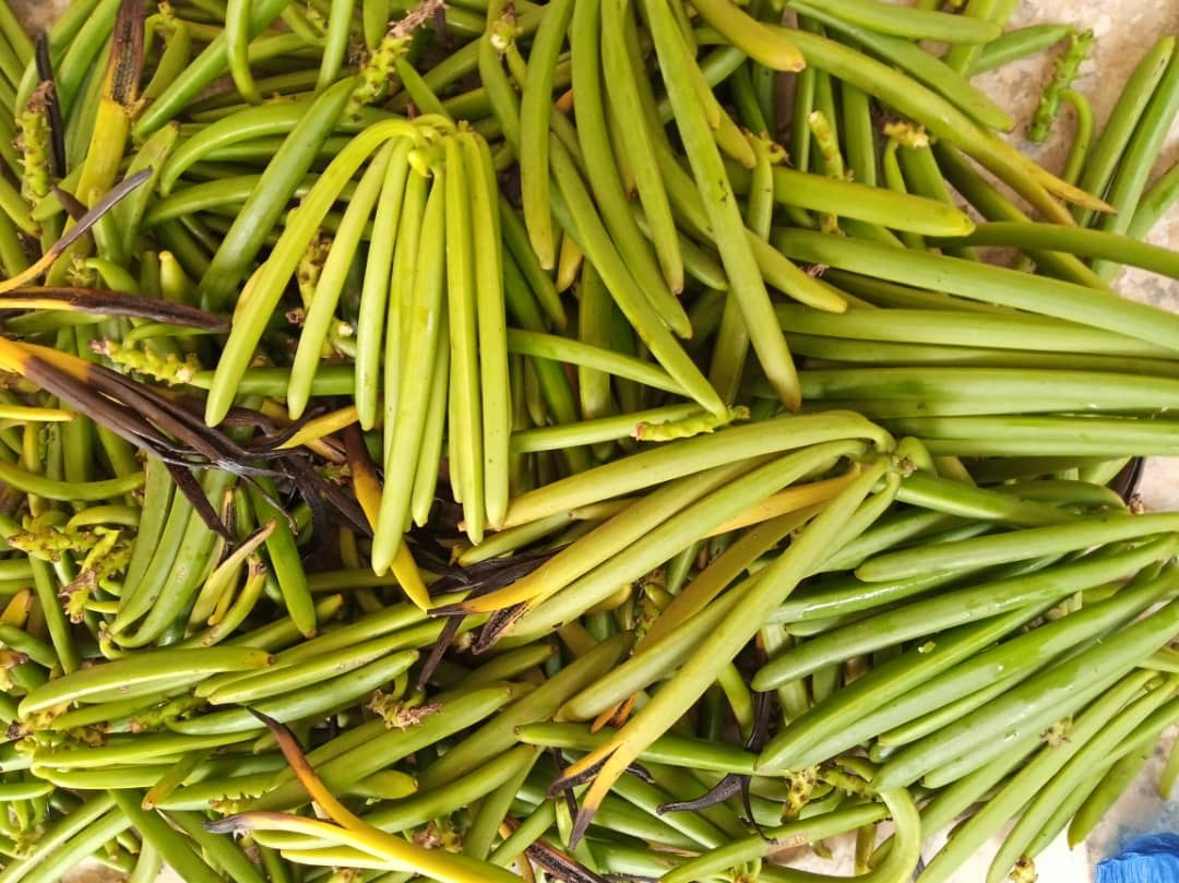 Freshly harvested green vanilla pods